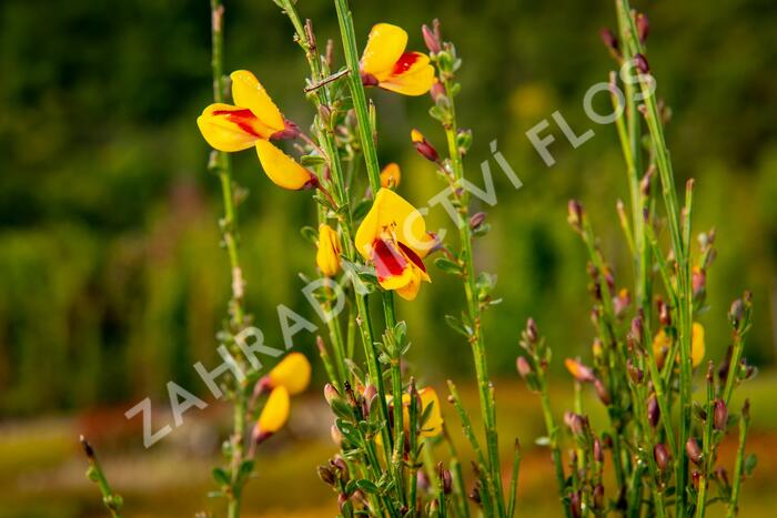Čilimník 'Andreanus Splendens' - Cytisus 'Andreanus Splendens'