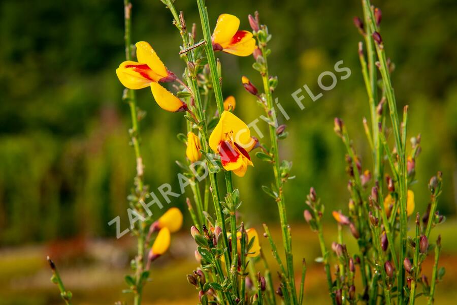 Čilimník 'Andreanus Splendens' - Cytisus 'Andreanus Splendens'