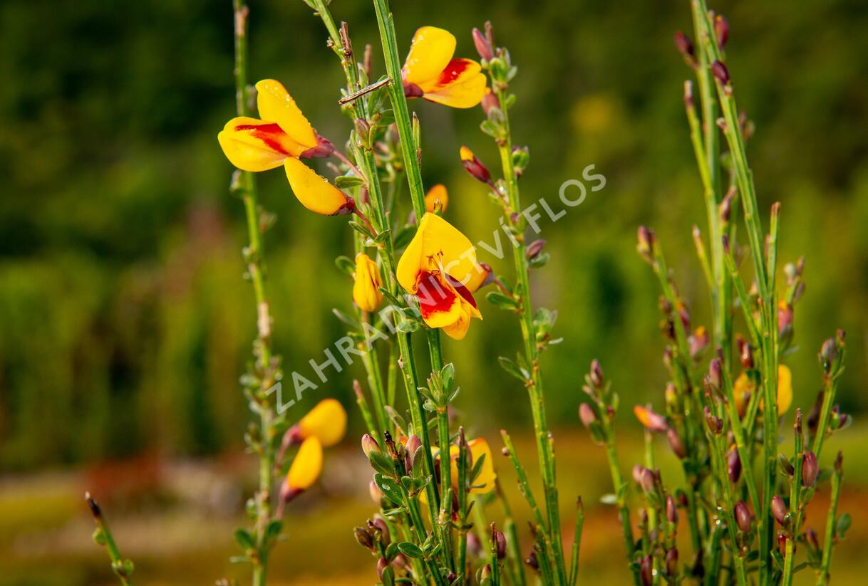 Čilimník 'Andreanus Splendens' - Cytisus 'Andreanus Splendens'