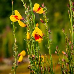 Čilimník 'Andreanus Splendens' - Cytisus 'Andreanus Splendens'