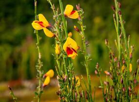 Čilimník 'Andreanus Splendens' - Cytisus 'Andreanus Splendens'