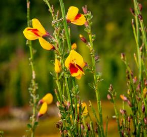 Čilimník 'Andreanus Splendens' - Cytisus 'Andreanus Splendens'