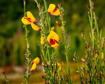 Čilimník 'Andreanus Splendens'
