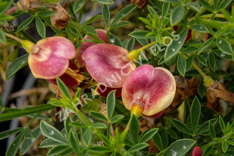 Čilimník 'Andreanus Splendens' - Cytisus 'Andreanus Splendens'