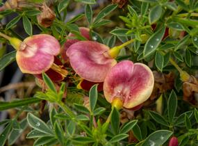Čilimník 'Andreanus Splendens' - Cytisus 'Andreanus Splendens'