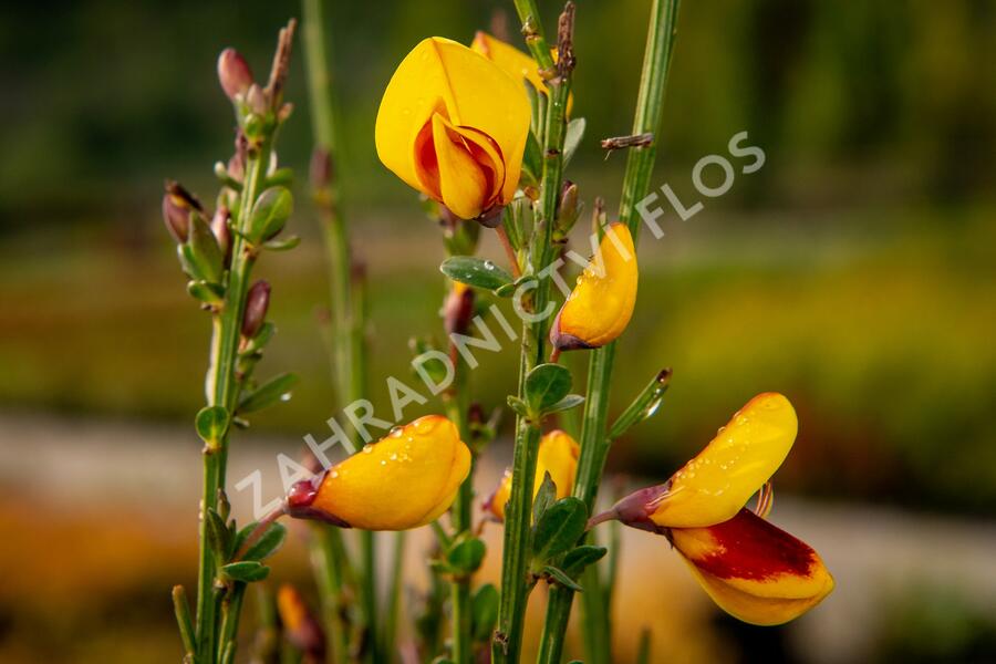 Čilimník 'Andreanus Splendens' - Cytisus 'Andreanus Splendens'