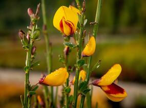 Čilimník 'Andreanus Splendens' - Cytisus 'Andreanus Splendens'