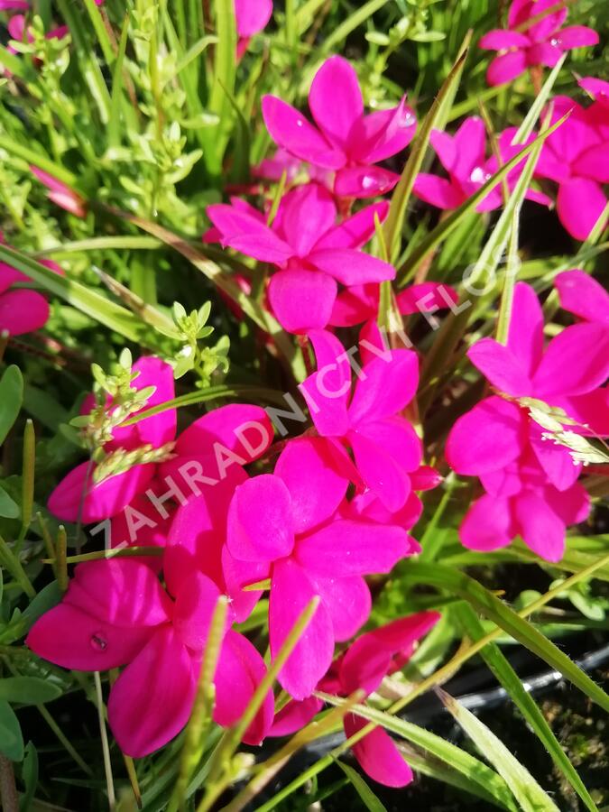 Rodohypoxis 'Paula' - Rhodohypoxis milloides 'Paula'