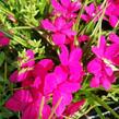 Rodohypoxis 'Paula' - Rhodohypoxis milloides 'Paula'