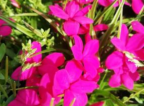 Rodohypoxis 'Paula' - Rhodohypoxis milloides 'Paula'