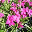 Rodohypoxis 'Paula' - Rhodohypoxis milloides 'Paula'