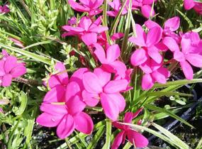 Rodohypoxis 'Paula' - Rhodohypoxis milloides 'Paula'