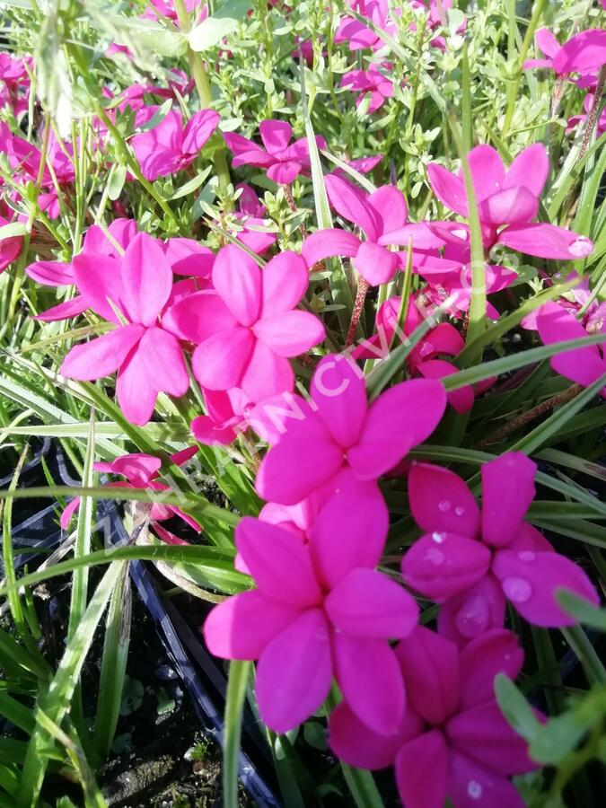 Rodohypoxis 'Paula' - Rhodohypoxis milloides 'Paula'