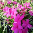 Rodohypoxis 'Paula' - Rhodohypoxis milloides 'Paula'