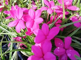 Rodohypoxis 'Paula' - Rhodohypoxis milloides 'Paula'