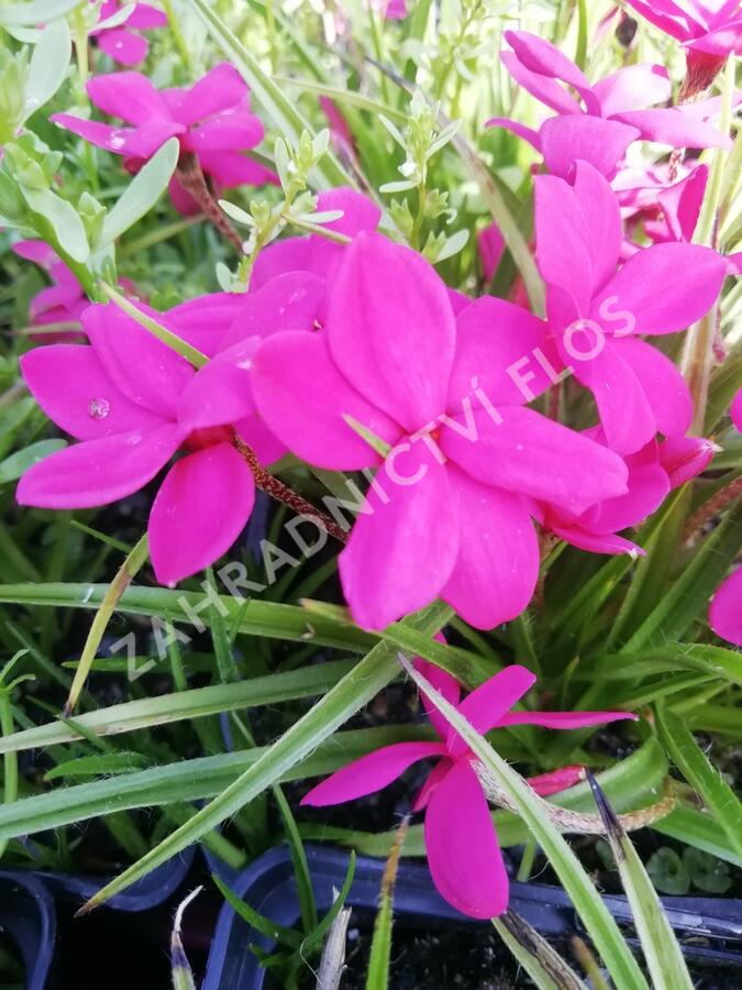 Rodohypoxis 'Paula' - Rhodohypoxis milloides 'Paula'