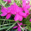 Rodohypoxis 'Paula' - Rhodohypoxis milloides 'Paula'