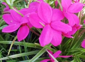 Rodohypoxis 'Paula' - Rhodohypoxis milloides 'Paula'