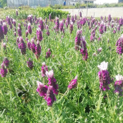 Levandule korunkatá 'Lavita Pink' - Lavandula stoechas 'Lavita Pink'