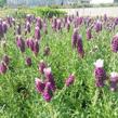 Levandule korunkatá 'Lavita Pink' - Lavandula stoechas 'Lavita Pink'