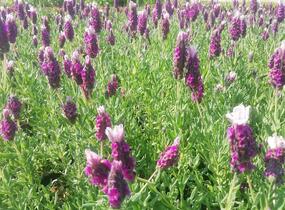 Levandule korunkatá 'Lavita Pink' - Lavandula stoechas 'Lavita Pink'