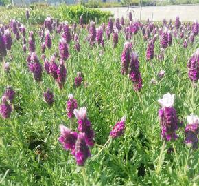 Levandule korunkatá 'Lavita Pink' - Lavandula stoechas 'Lavita Pink'