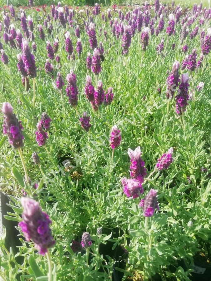 Levandule korunkatá 'Lavita Pink' - Lavandula stoechas 'Lavita Pink'