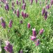 Levandule korunkatá 'Lavita Pink' - Lavandula stoechas 'Lavita Pink'