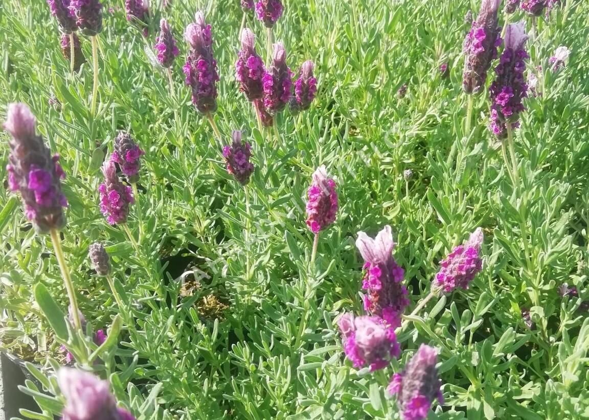 Levandule korunkatá 'Lavita Pink' - Lavandula stoechas 'Lavita Pink'