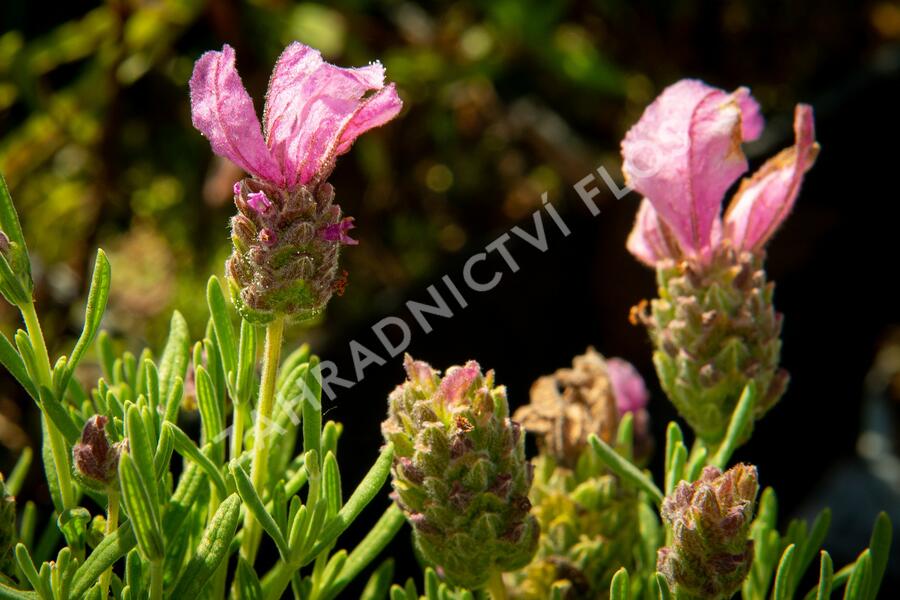 Levandule korunkatá 'Lavita Pink' - Lavandula stoechas 'Lavita Pink'