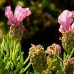 Levandule korunkatá 'Lavita Pink' - Lavandula stoechas 'Lavita Pink'