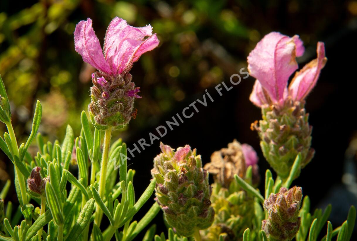 Levandule korunkatá 'Lavita Pink' - Lavandula stoechas 'Lavita Pink'
