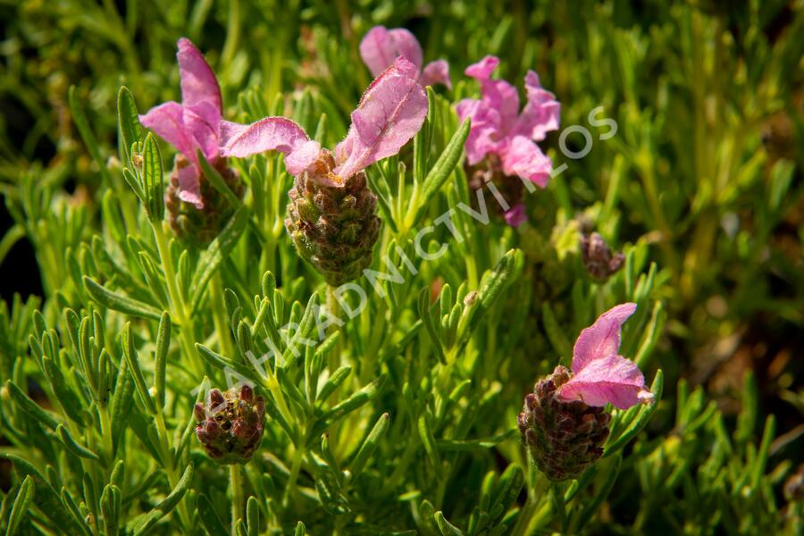 Levandule korunkatá 'Lavita Pink' - Lavandula stoechas 'Lavita Pink'