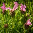 Levandule korunkatá 'Lavita Pink' - Lavandula stoechas 'Lavita Pink'