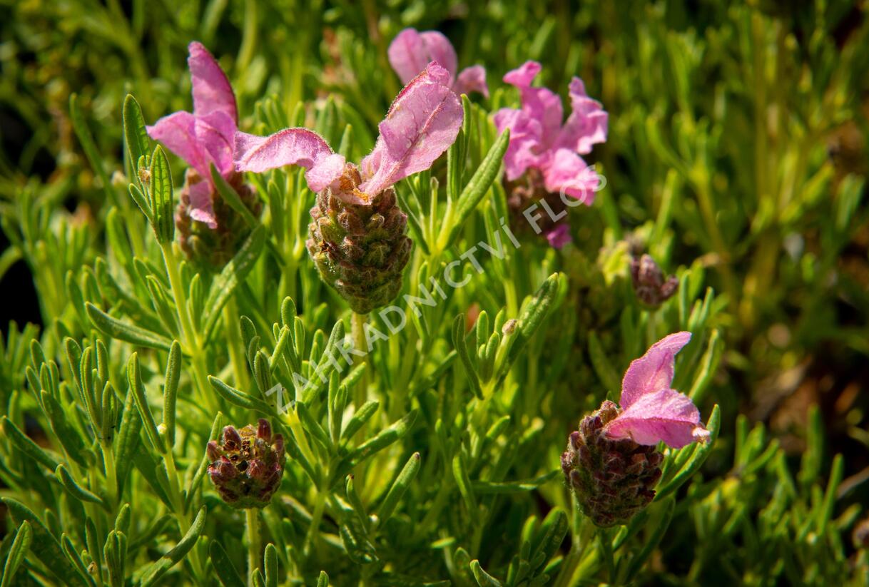 Levandule korunkatá 'Lavita Pink' - Lavandula stoechas 'Lavita Pink'