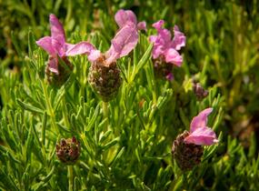 Levandule korunkatá 'Lavita Pink' - Lavandula stoechas 'Lavita Pink'