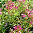 Dračík vousatý 'Pristine Princess Pink' - Penstemon barbatus 'Pristine Princess Pink'