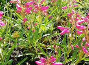 Dračík vousatý 'Pristine Princess Pink' - Penstemon barbatus 'Pristine Princess Pink'