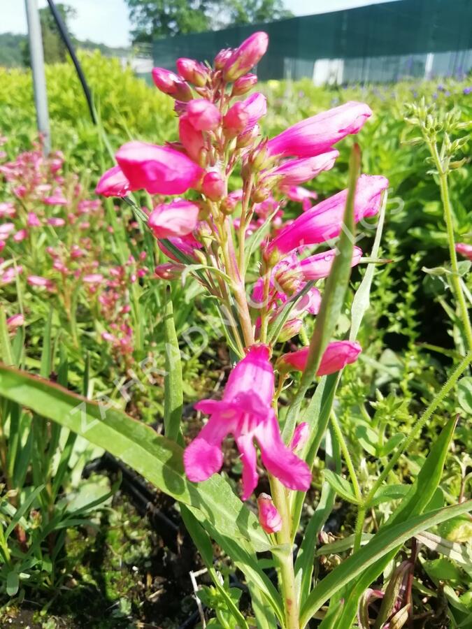 Dračík vousatý 'Pristine Princess Pink' - Penstemon barbatus 'Pristine Princess Pink'