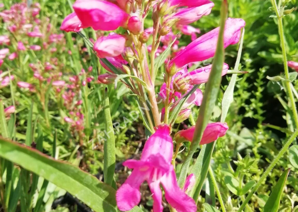 Dračík vousatý 'Pristine Princess Pink' - Penstemon barbatus 'Pristine Princess Pink'