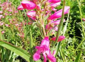 Dračík vousatý 'Pristine Princess Pink' - Penstemon barbatus 'Pristine Princess Pink'