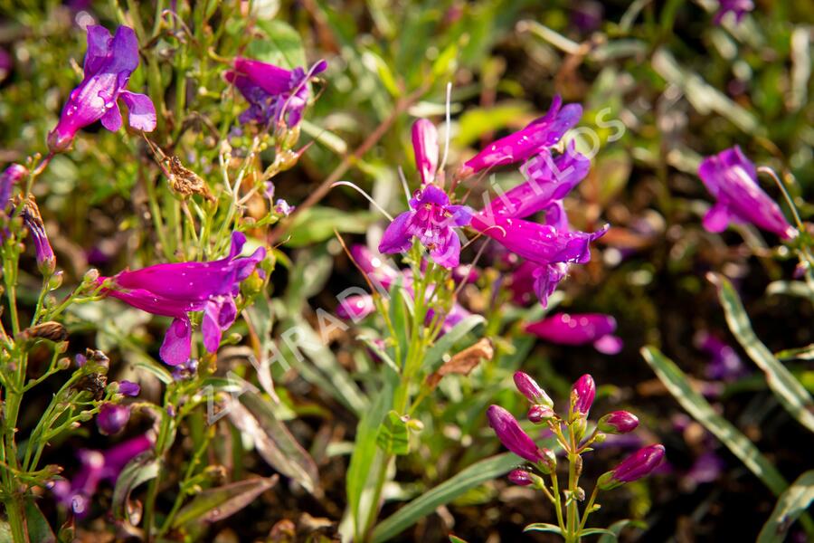 Dračík vousatý 'Pristine Lila Purple' - Penstemon barbatus 'Pristine Lila Purple'