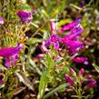 Dračík vousatý 'Pristine Lila Purple' - Penstemon barbatus 'Pristine Lila Purple'