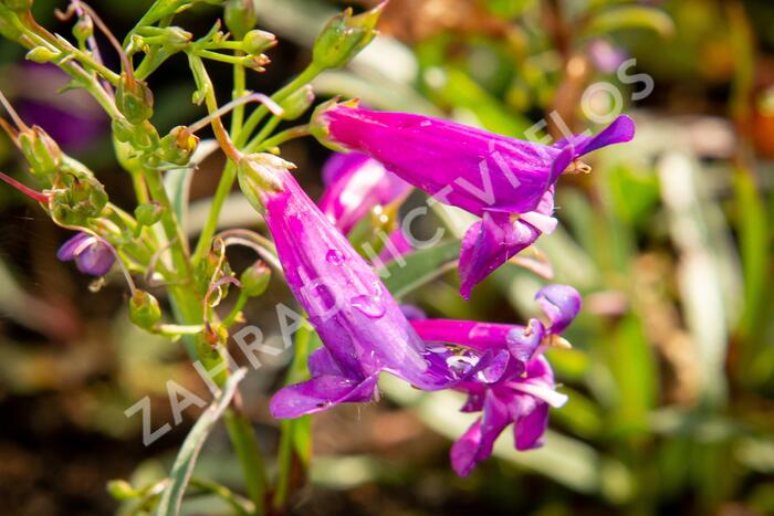 Dračík vousatý 'Pristine Lila Purple' - Penstemon barbatus 'Pristine Lila Purple'