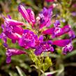 Dračík vousatý 'Pristine Lila Purple' - Penstemon barbatus 'Pristine Lila Purple'