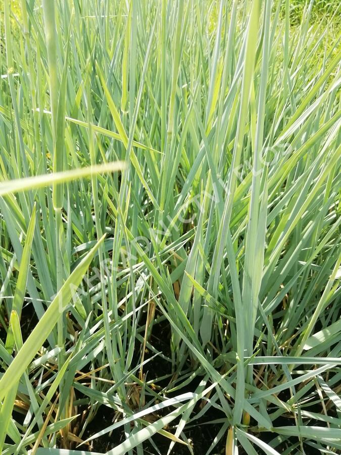 Ječmenice písečná 'Blue Dune' - Leymus arenarius 'Blue Dune'