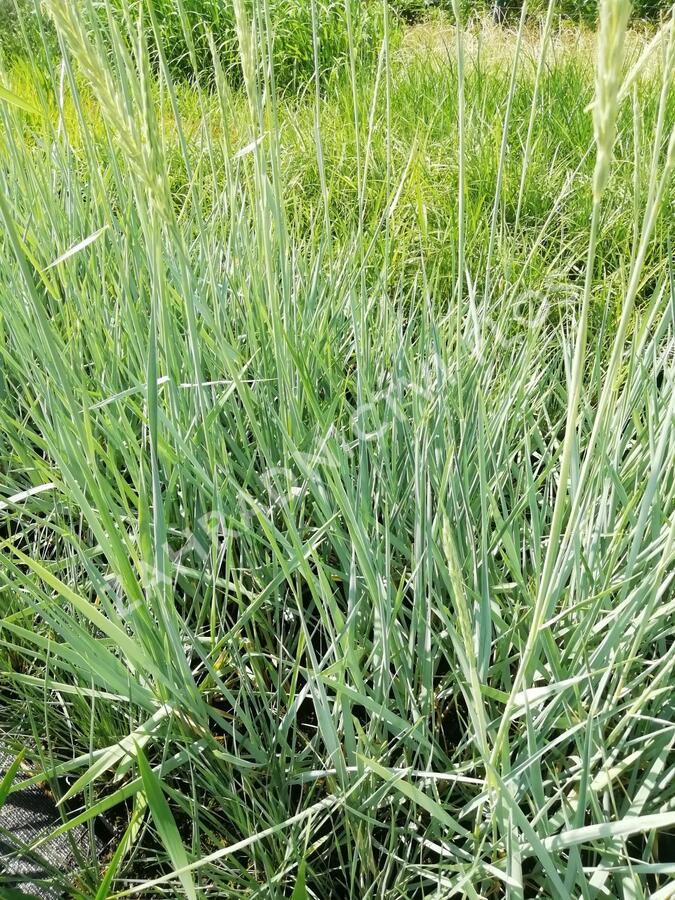 Ječmenice písečná 'Blue Dune' - Leymus arenarius 'Blue Dune'