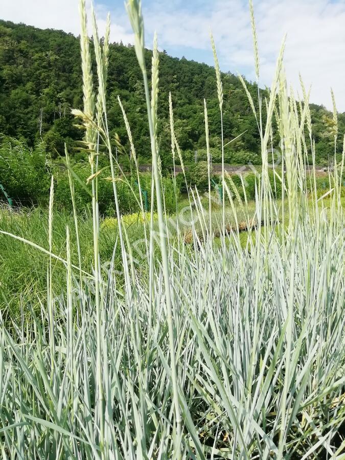 Ječmenice písečná 'Blue Dune' - Leymus arenarius 'Blue Dune'