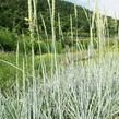 Ječmenice písečná 'Blue Dune' - Leymus arenarius 'Blue Dune'