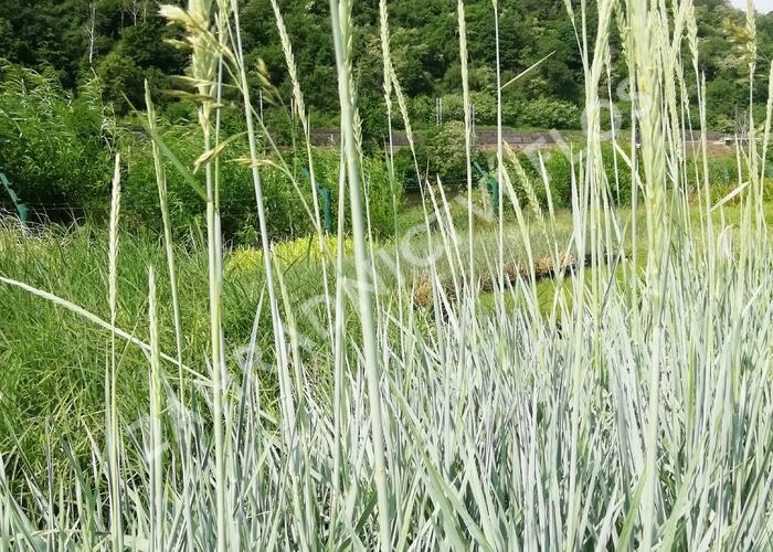 Ječmenice písečná 'Blue Dune' - Leymus arenarius 'Blue Dune'